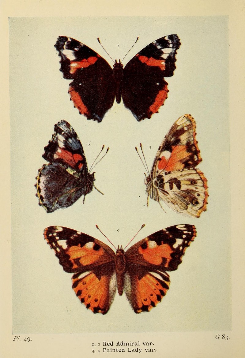 red admiral (Vanessa atalanta), painted lady (Vanessa cardui); DISPLAY FULL IMAGE.