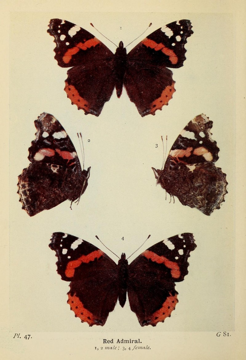 red admiral (Vanessa atalanta); DISPLAY FULL IMAGE.