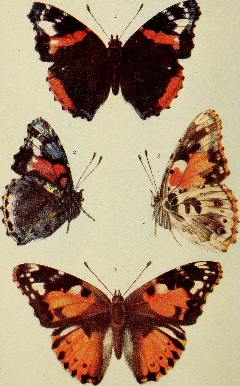 red admiral (Vanessa atalanta), painted lady (Vanessa cardui); DISPLAY FULL IMAGE.