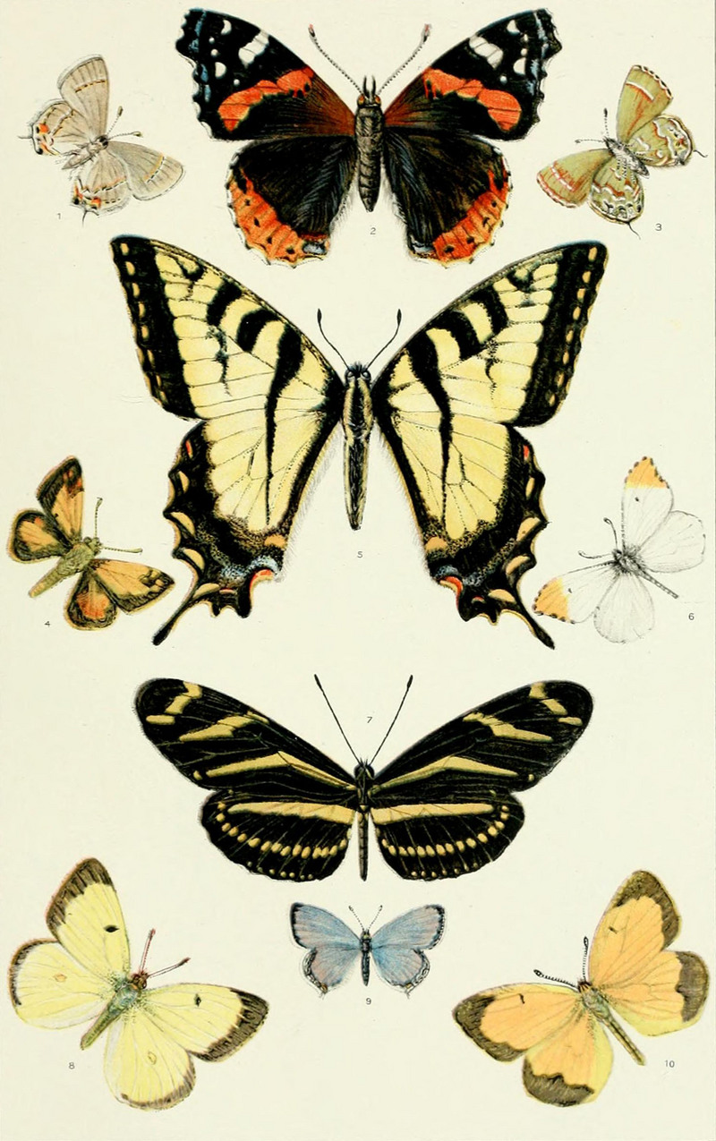 gray hairstreak (Strymon melinus), red admiral (Vanessa atalanta), olive hairstreak (Callophrys gryneus), Zabulon skipper (Poanes zabulon), eastern tiger swallowtail (Papilio glaucus), falcate orangetip (Anthocharis midea), zebra heliconian (Heliconius charithonia), clouded sulphur (Colias philodice), eastern tailed blue (Cupido comyntas), sleepy orange (Eurema nicippe); DISPLAY FULL IMAGE.