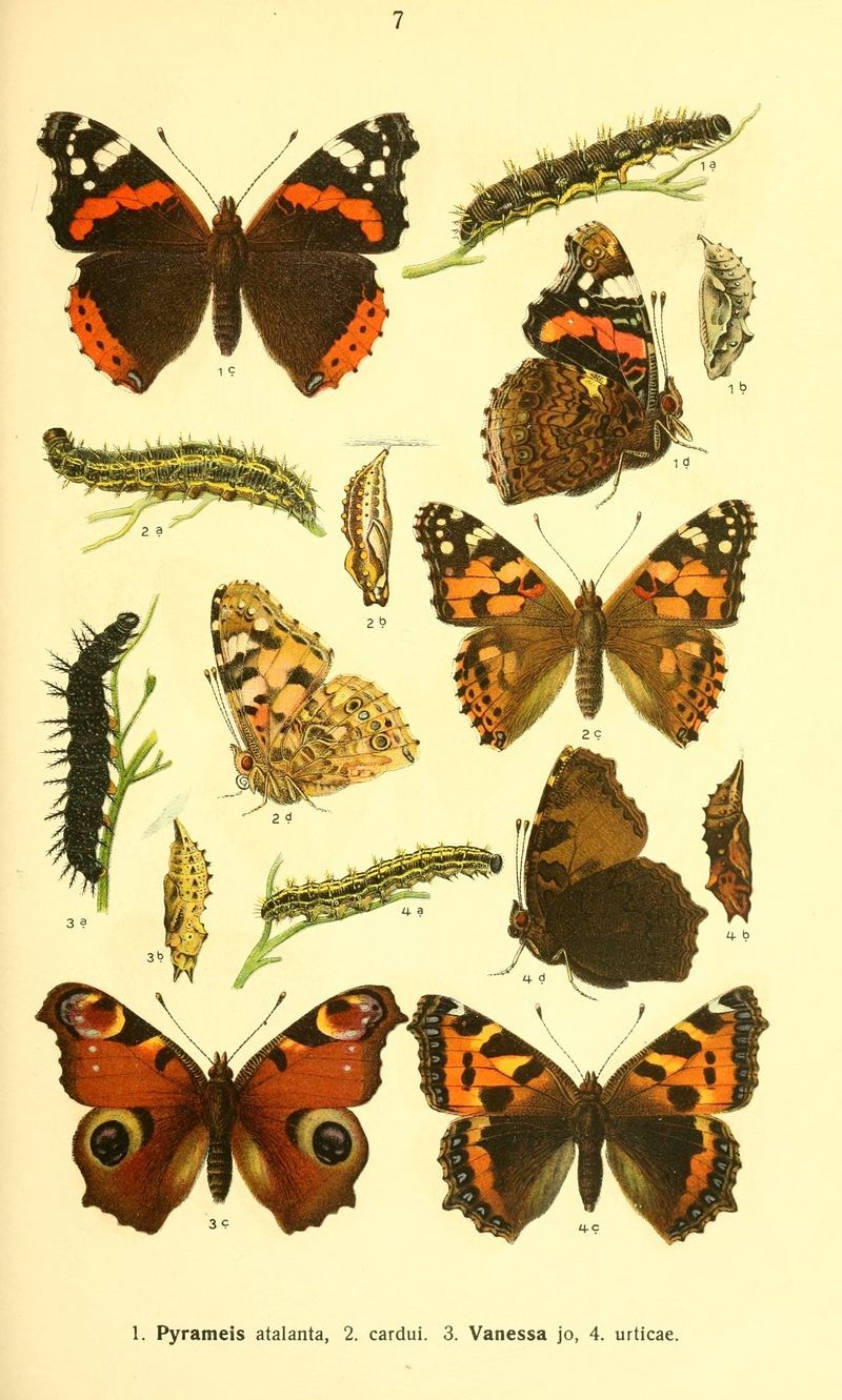 red admiral (Vanessa atalanta), painted lady (Vanessa cardui), European peacock (Aglais io), small tortoiseshell (Aglais urticae); DISPLAY FULL IMAGE.