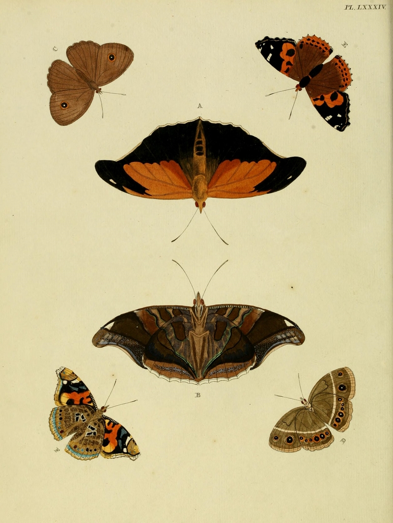 stinky leafwing (Historis odius), dark-branded bushbrown (Mycalesis mineus), red admiral (Vanessa atalanta); DISPLAY FULL IMAGE.