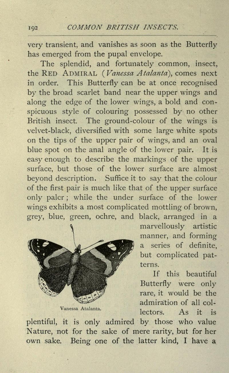 red admiral (Vanessa atalanta); DISPLAY FULL IMAGE.