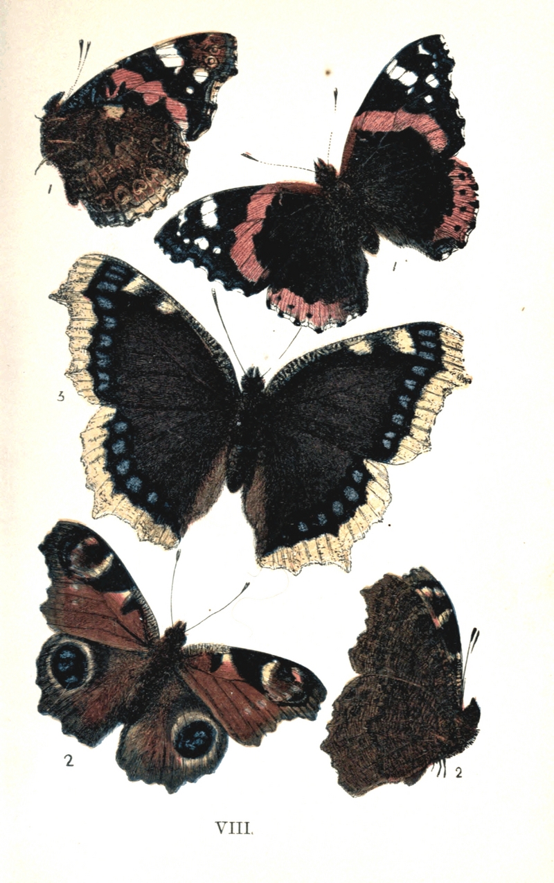 red admiral (Vanessa atalanta), European peacock (Aglais io), mourning cloak (Nymphalis antiopa); DISPLAY FULL IMAGE.