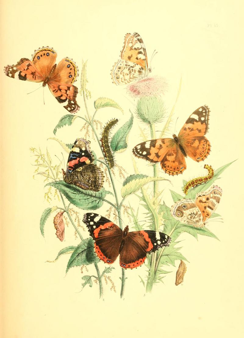 red admiral (Vanessa atalanta), painted lady (Vanessa cardui); DISPLAY FULL IMAGE.