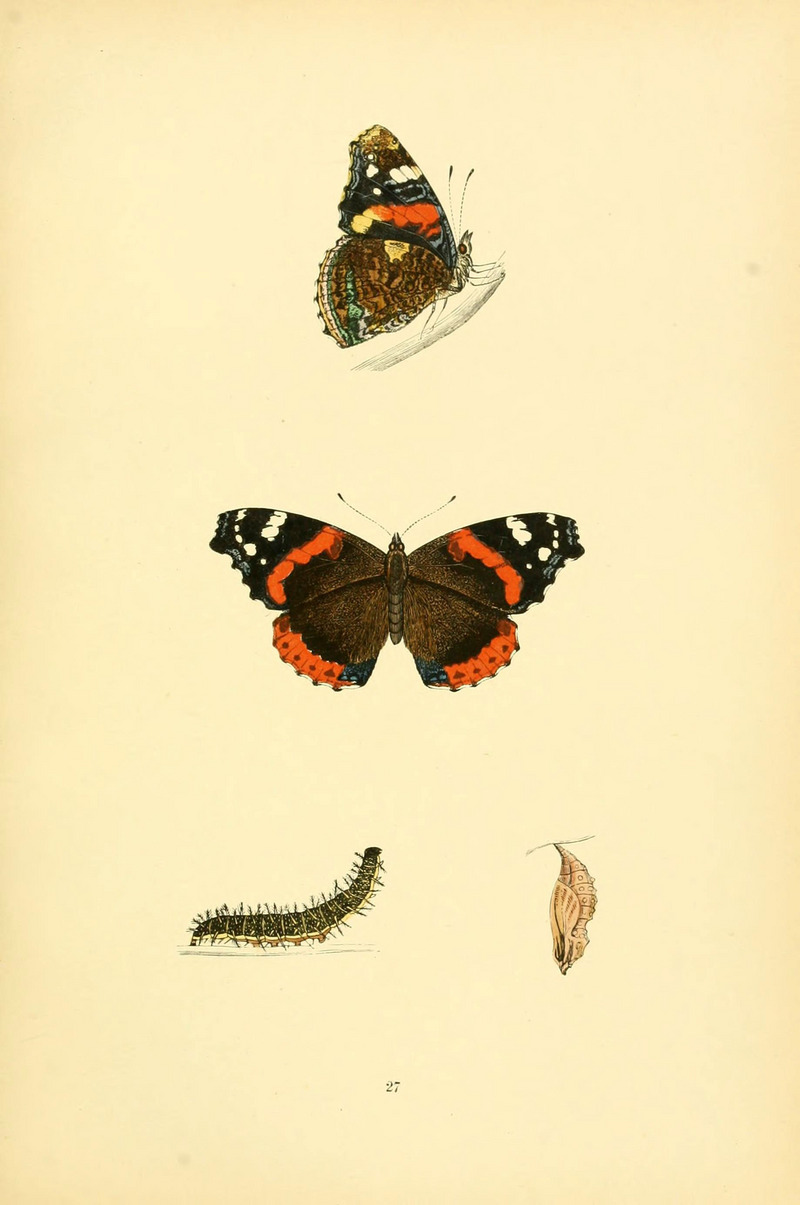 red admiral (Vanessa atalanta); DISPLAY FULL IMAGE.