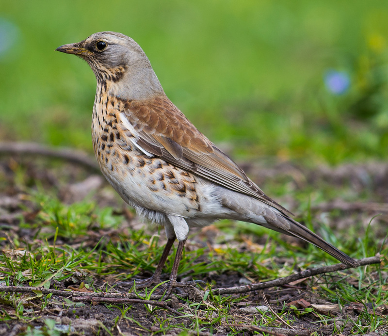 fieldfare (Turdus pilaris); DISPLAY FULL IMAGE.