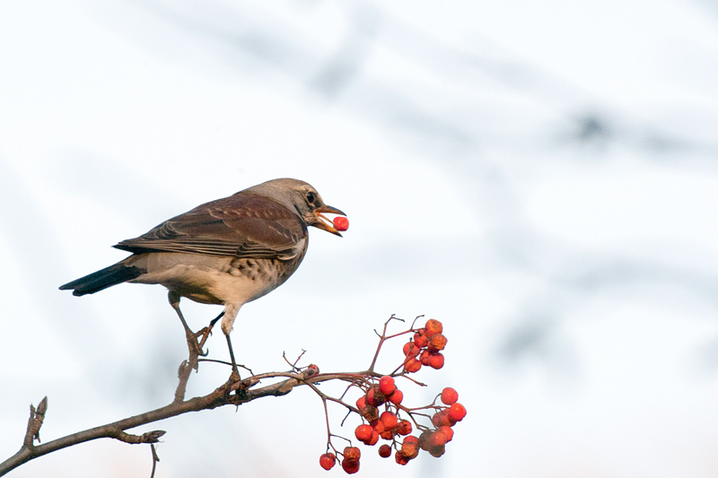 fieldfare (Turdus pilaris); DISPLAY FULL IMAGE.