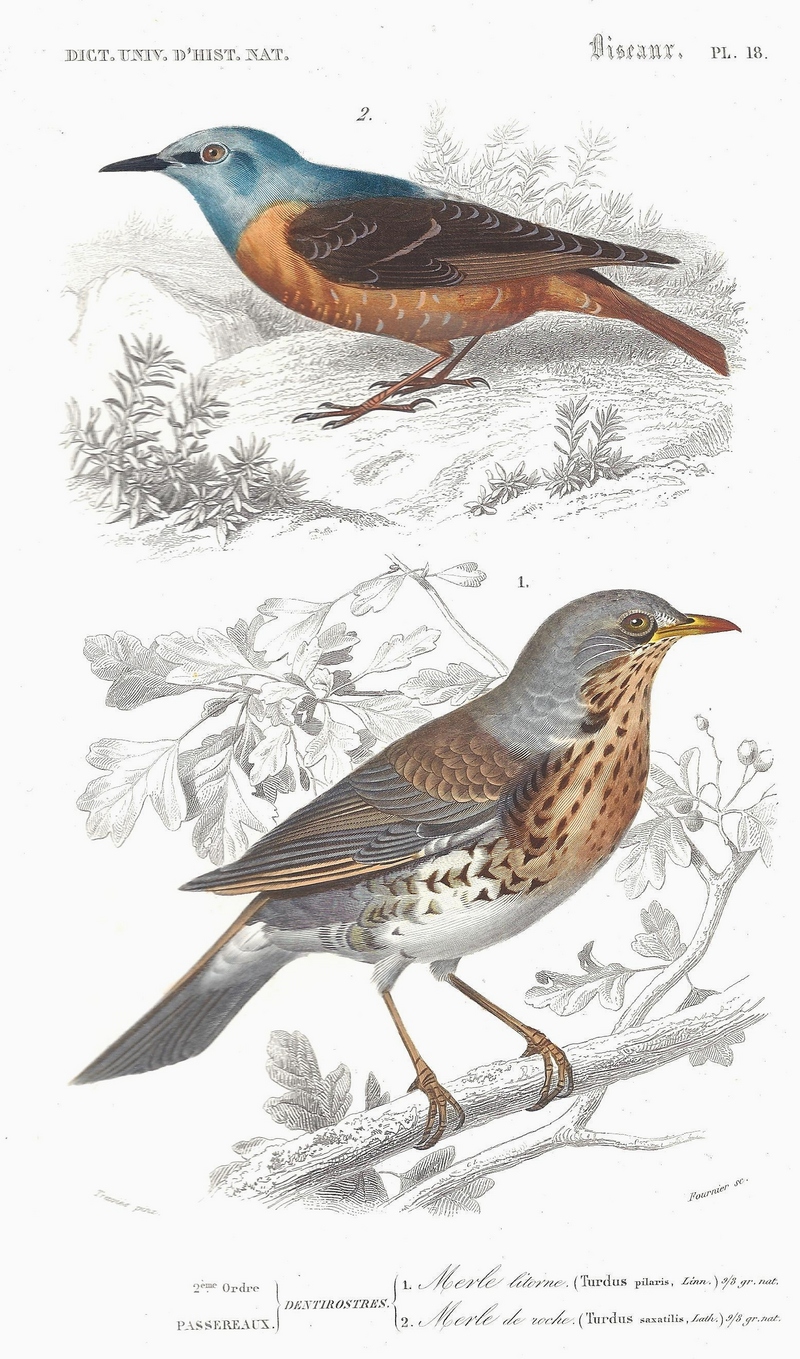 common rock thrush (Monticola saxatilis), fieldfare (Turdus pilaris); DISPLAY FULL IMAGE.