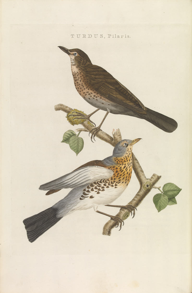 fieldfare (Turdus pilaris); DISPLAY FULL IMAGE.
