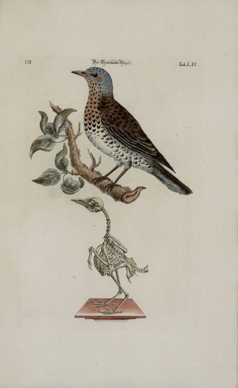 fieldfare (Turdus pilaris); DISPLAY FULL IMAGE.