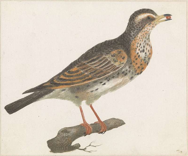 fieldfare (Turdus pilaris); DISPLAY FULL IMAGE.