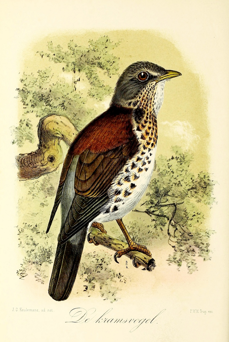 fieldfare (Turdus pilaris); DISPLAY FULL IMAGE.