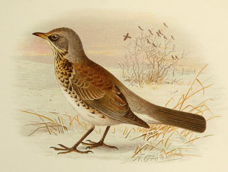 fieldfare (Turdus pilaris); DISPLAY FULL IMAGE.