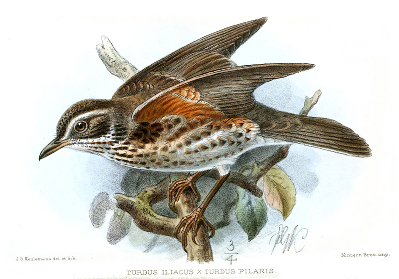redwing (Turdus iliacus) x fieldfare (Turdus pilaris) - Turdus hybrid; DISPLAY FULL IMAGE.