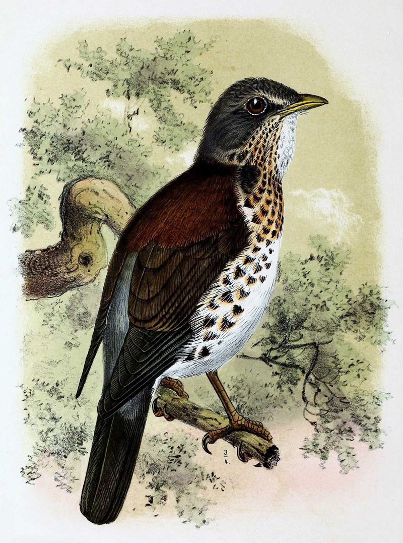 fieldfare (Turdus pilaris); DISPLAY FULL IMAGE.