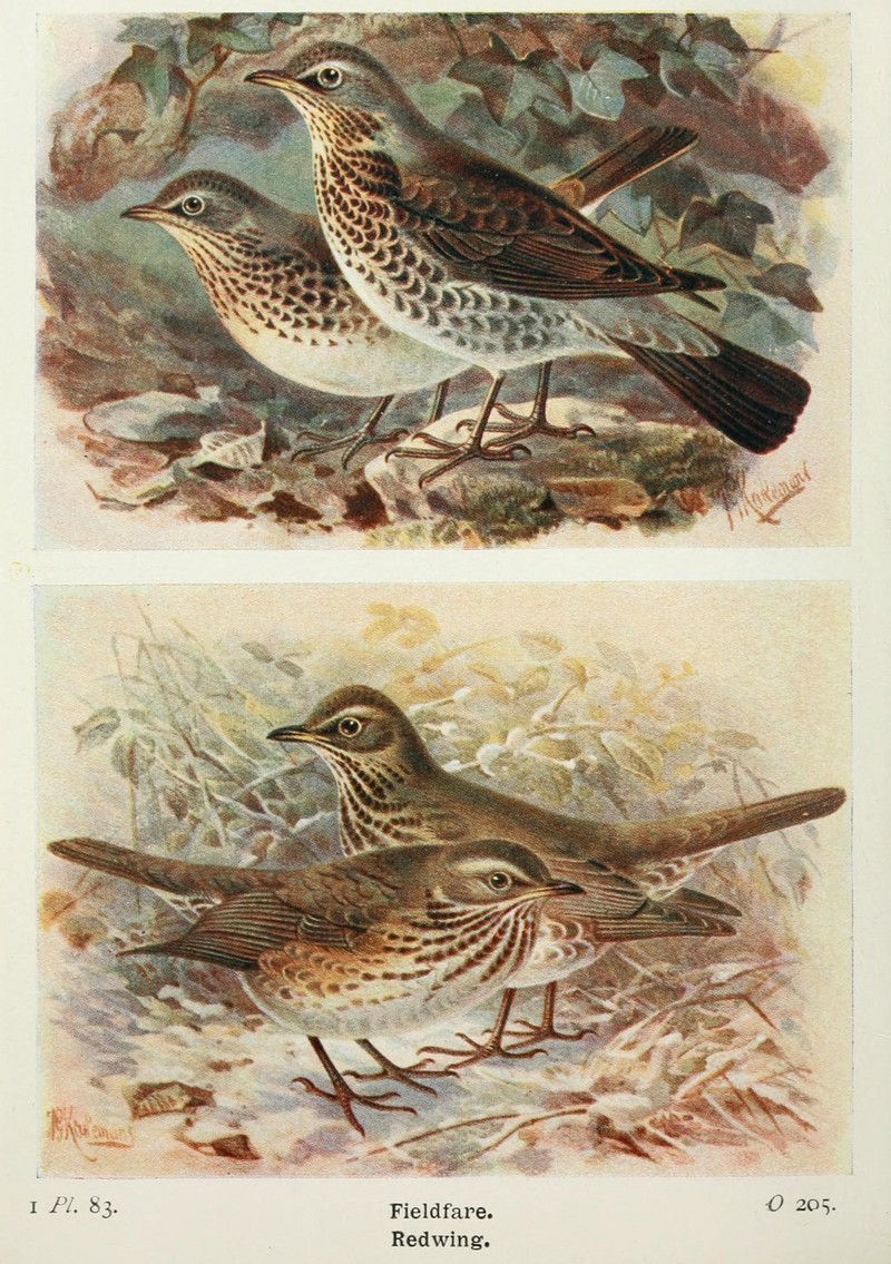 fieldfare (Turdus pilaris), redwing (Turdus iliacus); DISPLAY FULL IMAGE.