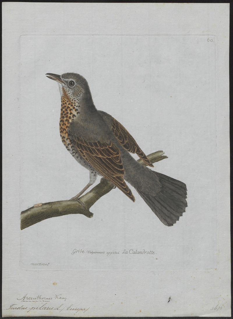 fieldfare (Turdus pilaris); DISPLAY FULL IMAGE.