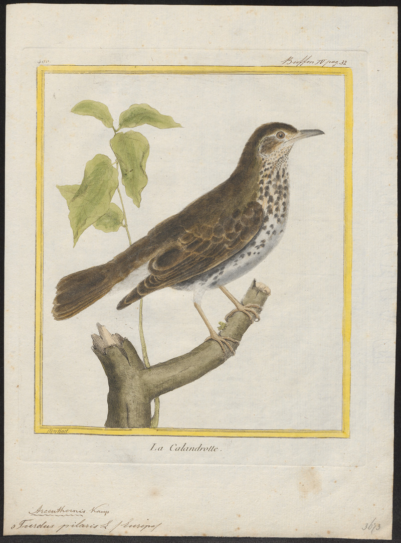 fieldfare (Turdus pilaris); DISPLAY FULL IMAGE.