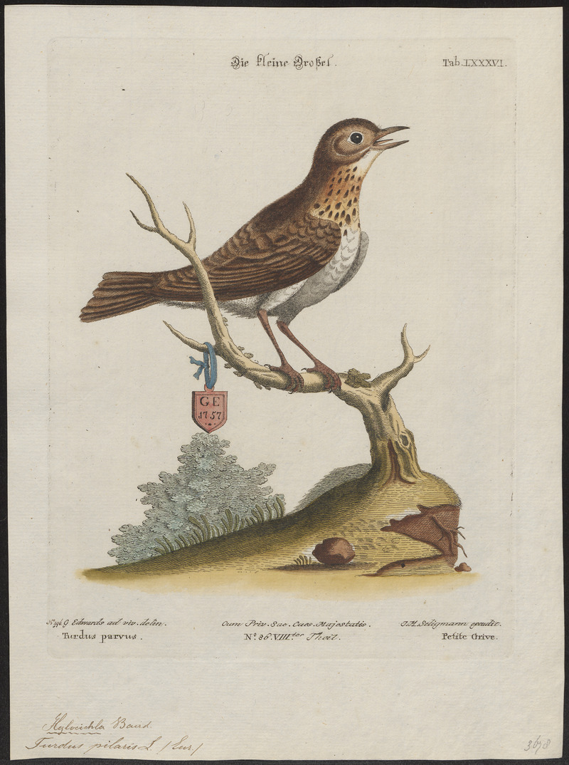 fieldfare (Turdus pilaris); DISPLAY FULL IMAGE.