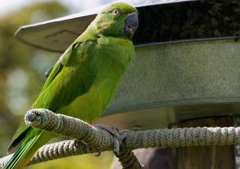 echo parakeet, Mauritius parakeet (Psittacula eques echo); DISPLAY FULL IMAGE.