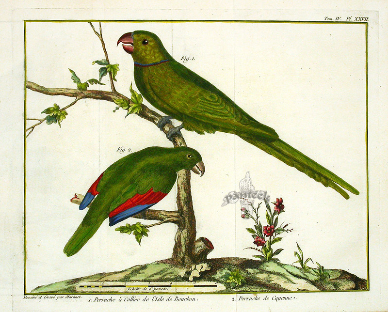 Réunion parakeet (Psittacula eques eques); DISPLAY FULL IMAGE.