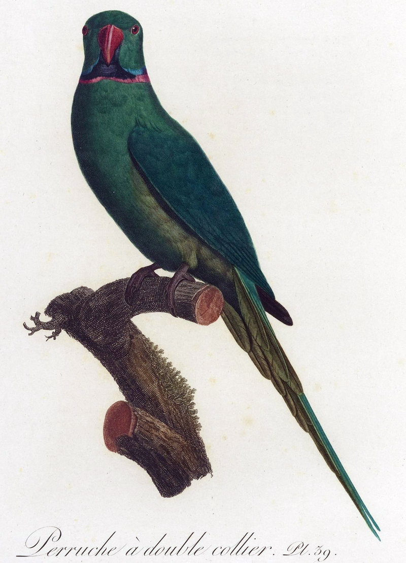 Réunion parakeet (Psittacula eques eques); DISPLAY FULL IMAGE.