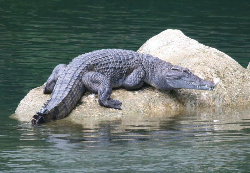 Philippine crocodile, Mindoro crocodile (Crocodylus mindorensis); DISPLAY FULL IMAGE.