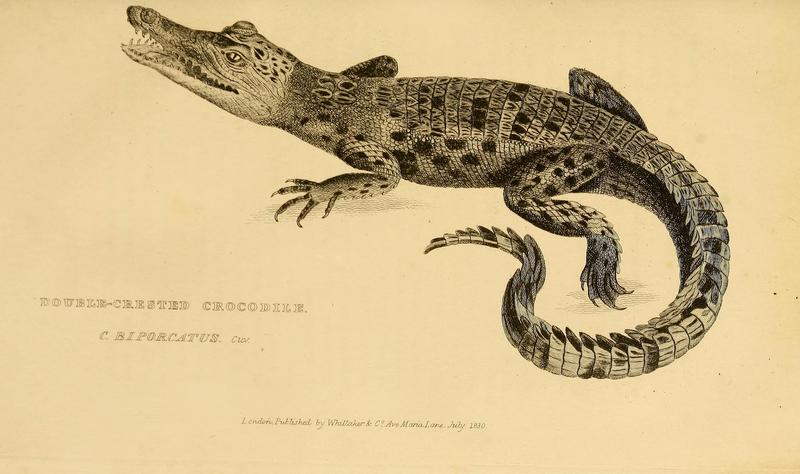 Indo-Pacific crocodile, saltwater crocodile (Crocodylus porosus); DISPLAY FULL IMAGE.