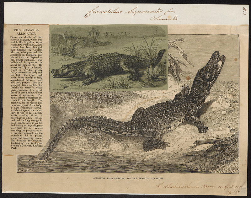 Indo-Pacific crocodile, saltwater crocodile (Crocodylus porosus); DISPLAY FULL IMAGE.