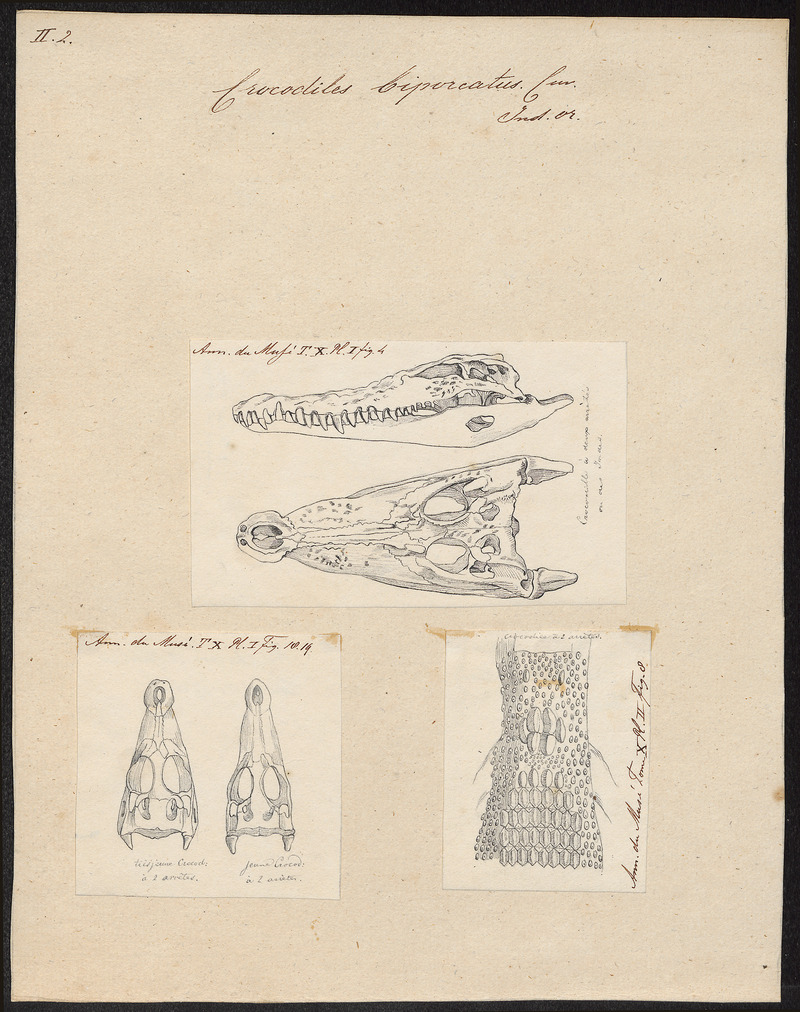 Indo-Pacific crocodile, saltwater crocodile (Crocodylus porosus); DISPLAY FULL IMAGE.