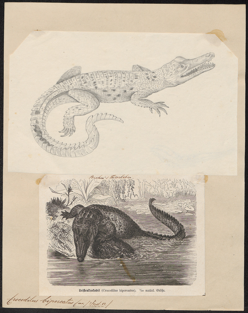 Indo-Pacific crocodile, saltwater crocodile (Crocodylus porosus); DISPLAY FULL IMAGE.