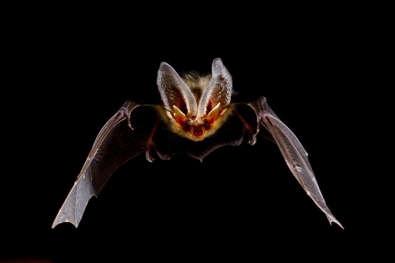 brown long-eared bat, common long-eared bat (Plecotus auritus); DISPLAY FULL IMAGE.