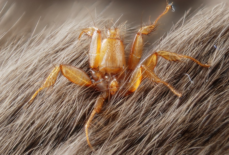 Nycteribiidae parasitic fly, probably Basilia nana, bat fly; DISPLAY FULL IMAGE.