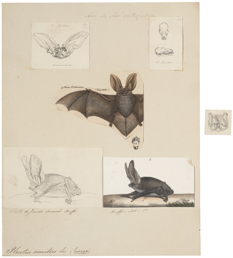 brown long-eared bat, common long-eared bat (Plecotus auritus); DISPLAY FULL IMAGE.