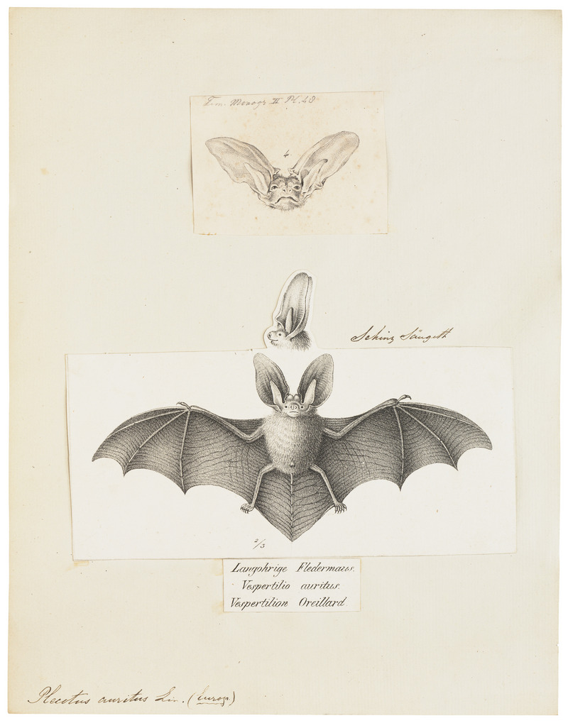 brown long-eared bat, common long-eared bat (Plecotus auritus); DISPLAY FULL IMAGE.