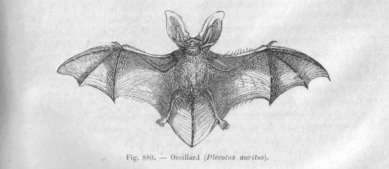 brown long-eared bat, common long-eared bat (Plecotus auritus); DISPLAY FULL IMAGE.