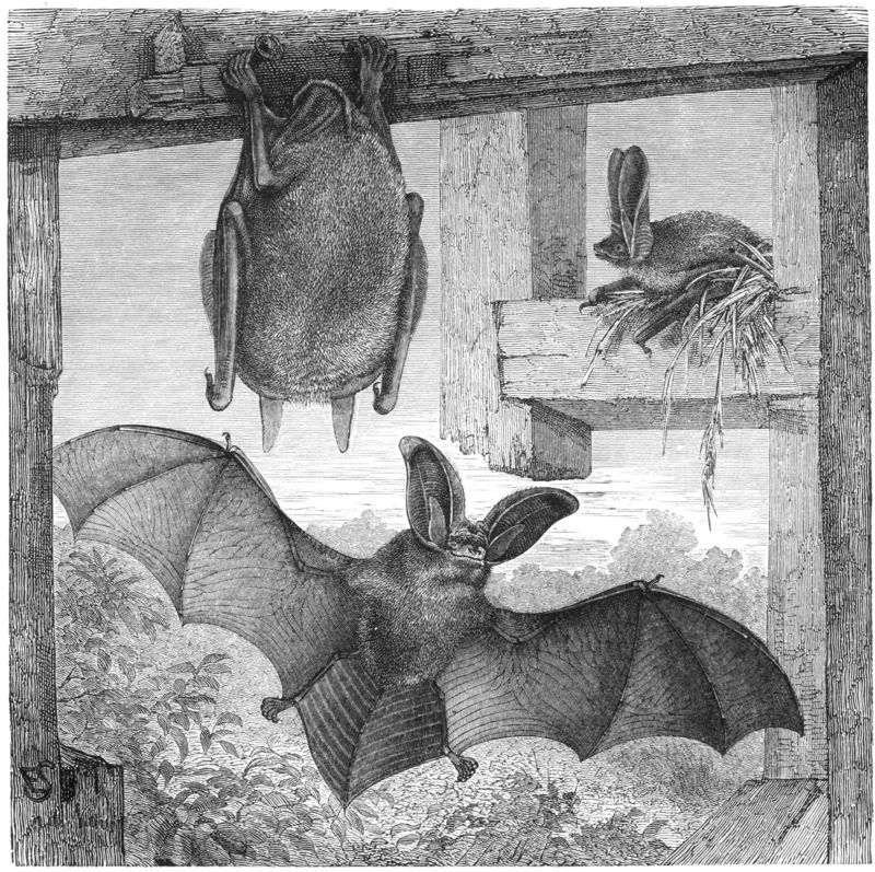 brown long-eared bat, common long-eared bat (Plecotus auritus); DISPLAY FULL IMAGE.