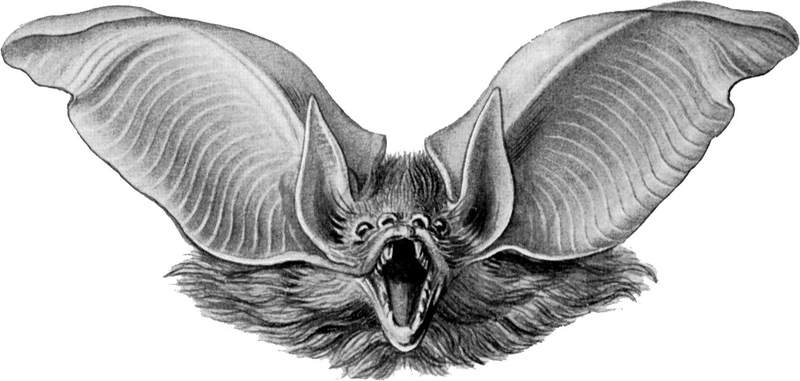 brown long-eared bat, common long-eared bat (Plecotus auritus); DISPLAY FULL IMAGE.