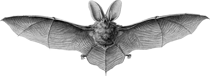 brown long-eared bat, common long-eared bat (Plecotus auritus); DISPLAY FULL IMAGE.