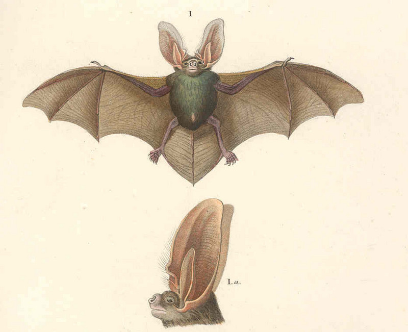 brown long-eared bat, common long-eared bat (Plecotus auritus); DISPLAY FULL IMAGE.