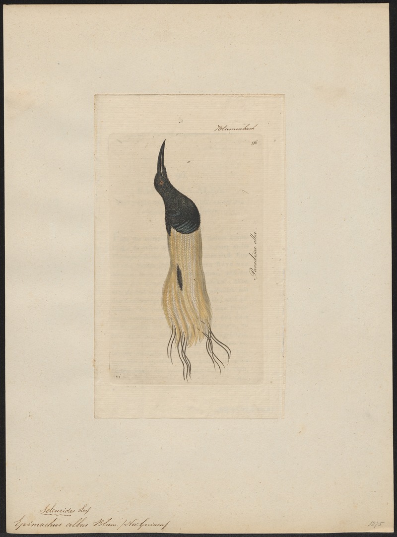 twelve-wired bird-of-paradise (Seleucidis melanoleucus); DISPLAY FULL IMAGE.