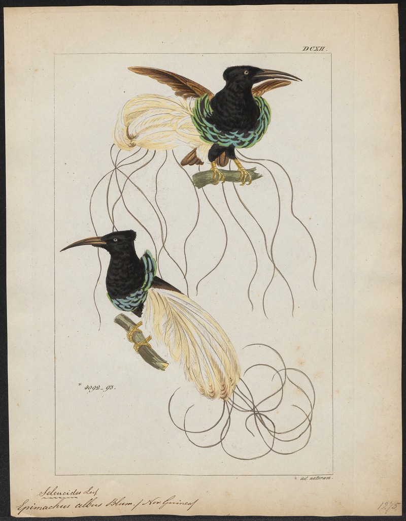 twelve-wired bird-of-paradise (Seleucidis melanoleucus); DISPLAY FULL IMAGE.