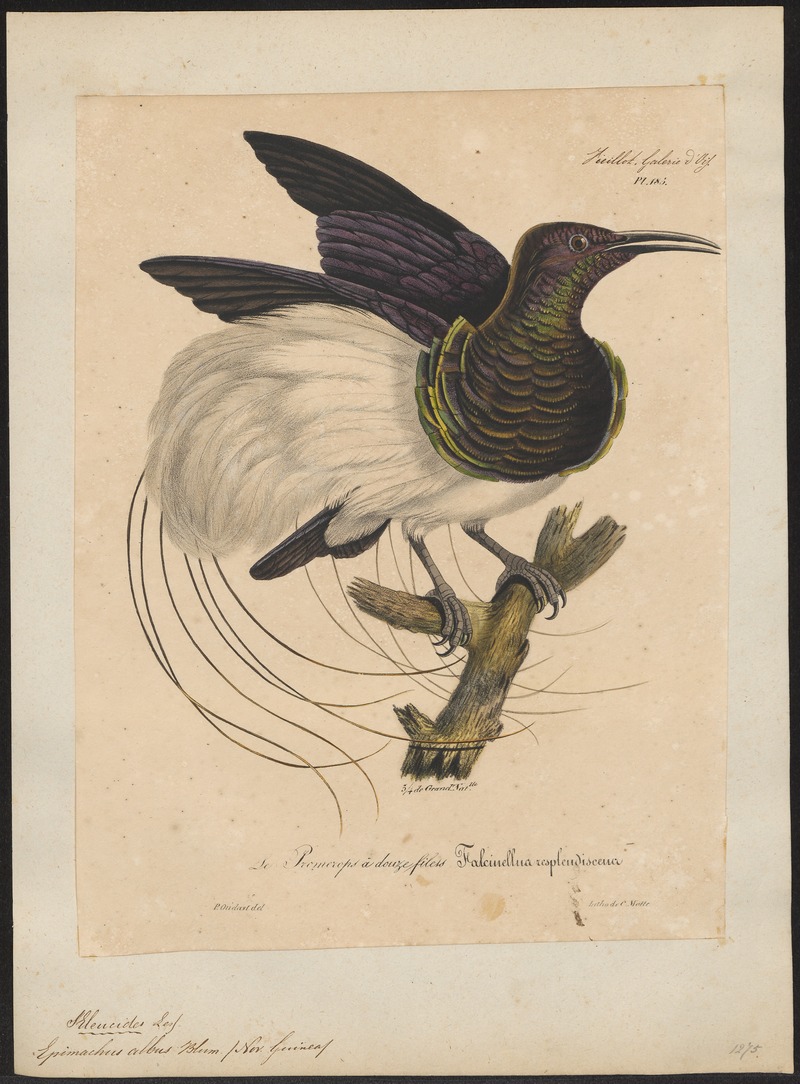 twelve-wired bird-of-paradise (Seleucidis melanoleucus); DISPLAY FULL IMAGE.