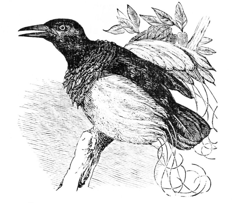 twelve-wired bird-of-paradise (Seleucidis melanoleucus); DISPLAY FULL IMAGE.