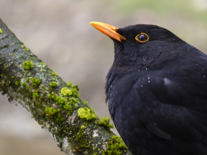 common blackbird, Eurasian blackbird (Turdus merula); DISPLAY FULL IMAGE.