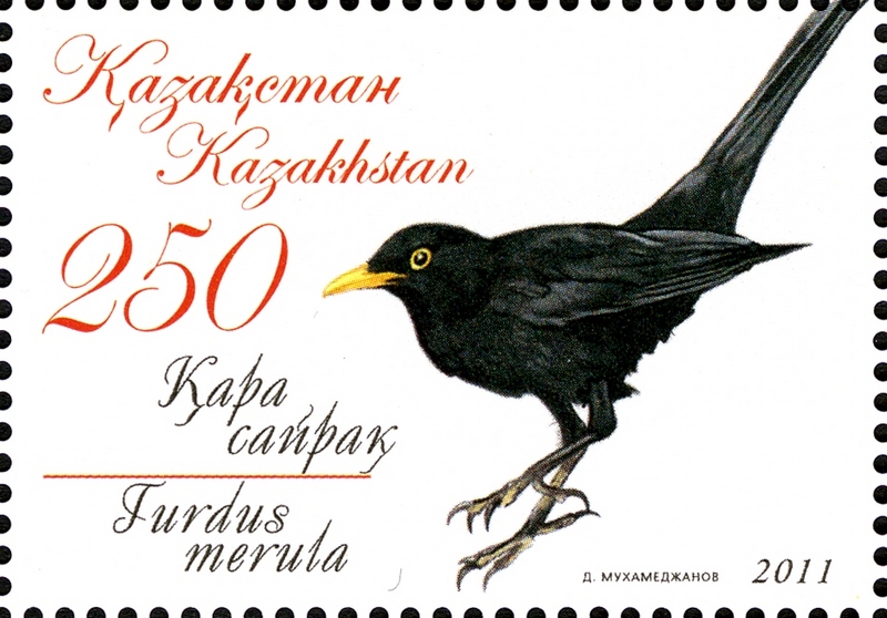 common blackbird, Eurasian blackbird (Turdus merula); DISPLAY FULL IMAGE.