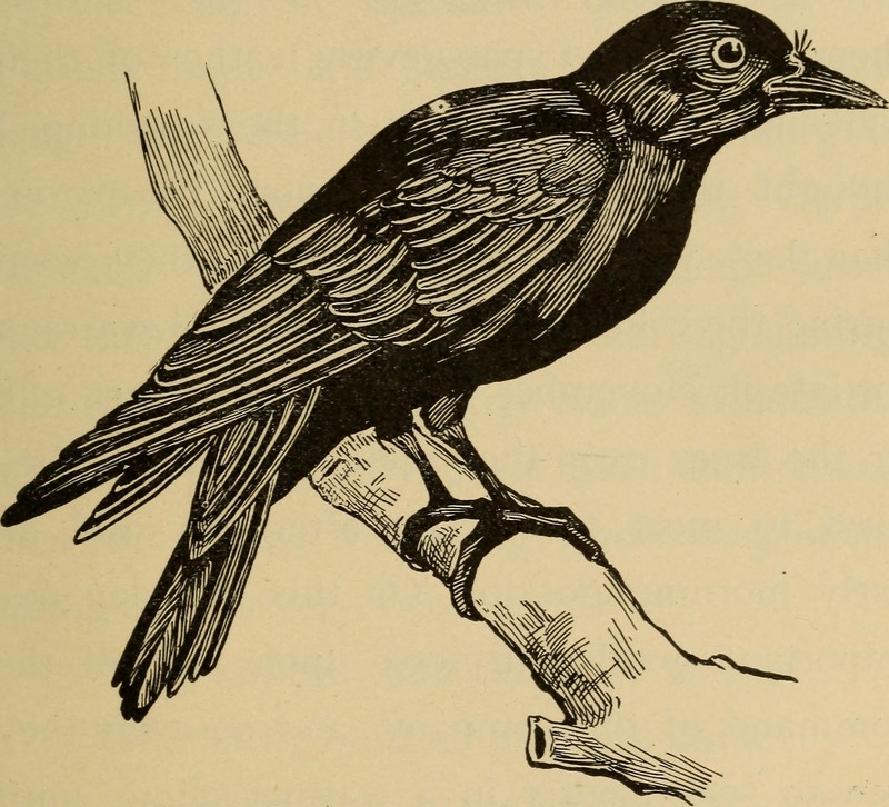 common blackbird, Eurasian blackbird (Turdus merula); DISPLAY FULL IMAGE.