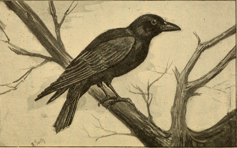 common blackbird, Eurasian blackbird (Turdus merula); DISPLAY FULL IMAGE.