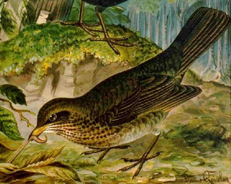 common blackbird, Eurasian blackbird (Turdus merula); DISPLAY FULL IMAGE.